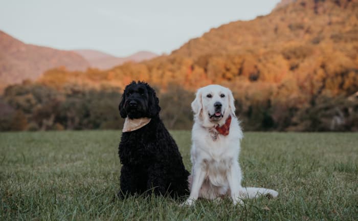 Are American Golden Retrievers Genetically Different From English Ones?