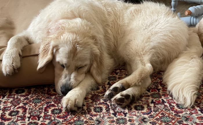 English Golden Retriever vs. American Golden Retriever