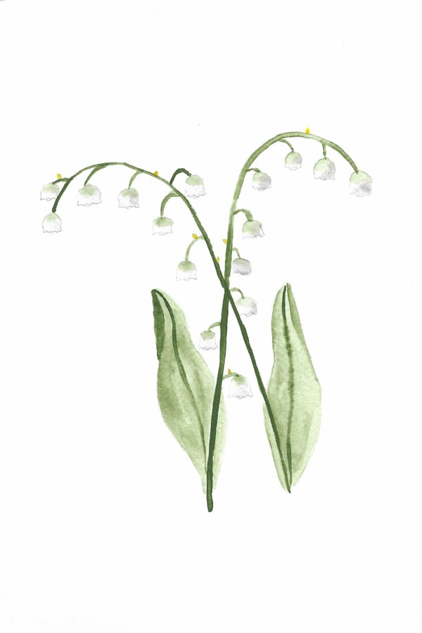 Lily of the Valley