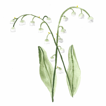 Lily of the Valley - Watercolors