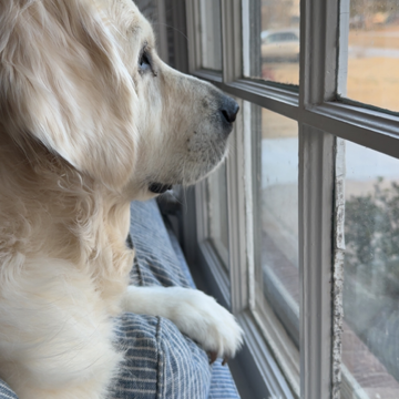 Boyfriend, boyfriend - Ruthie